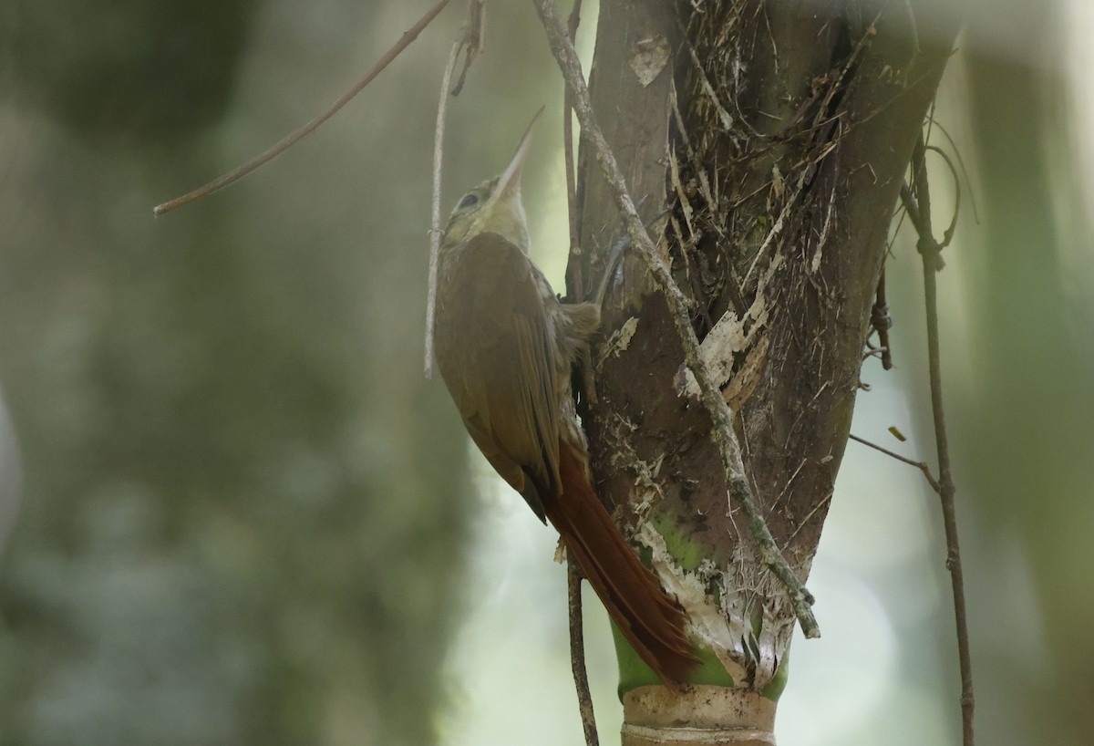 Lesser Woodcreeper - ML644802790