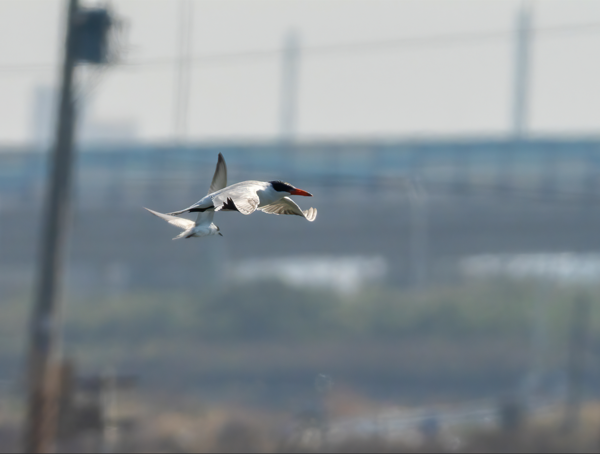 Caspian Tern - ML644802791