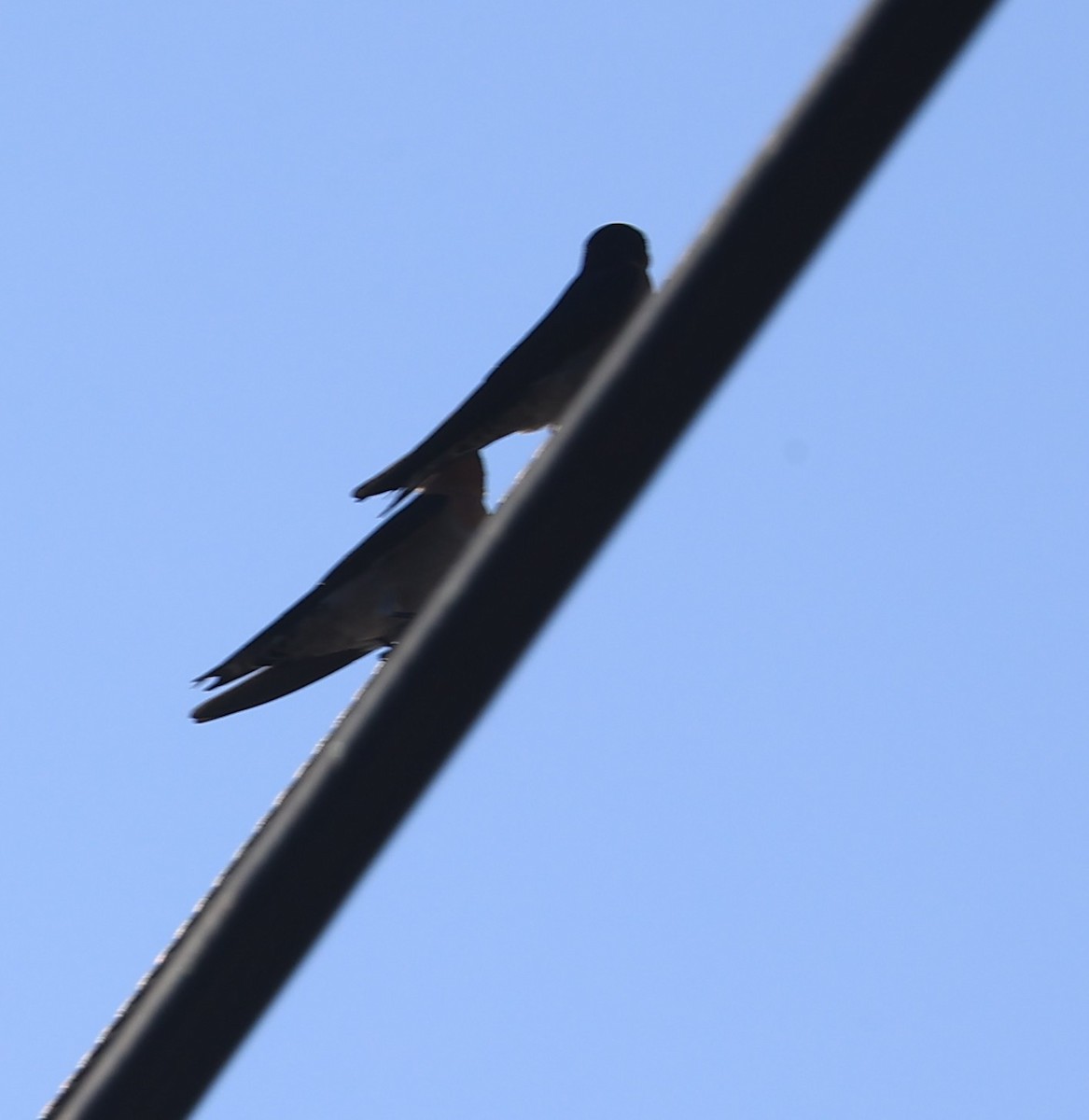 Pacific Swallow - ML644802793