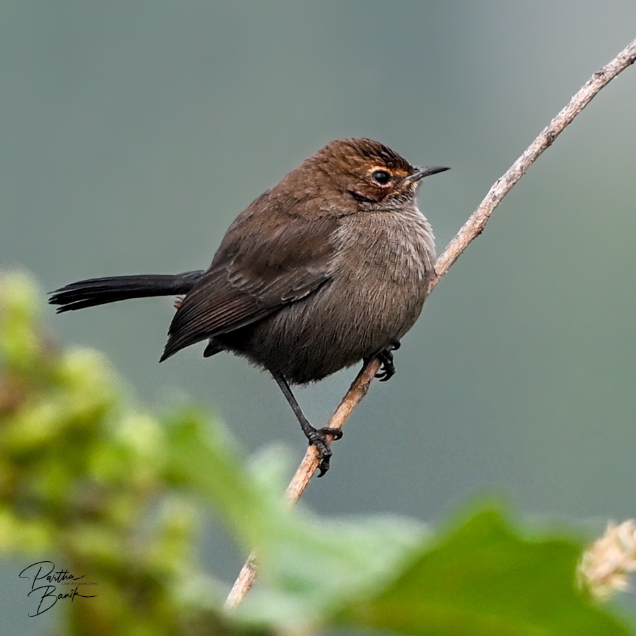 Indian Robin - ML644802794