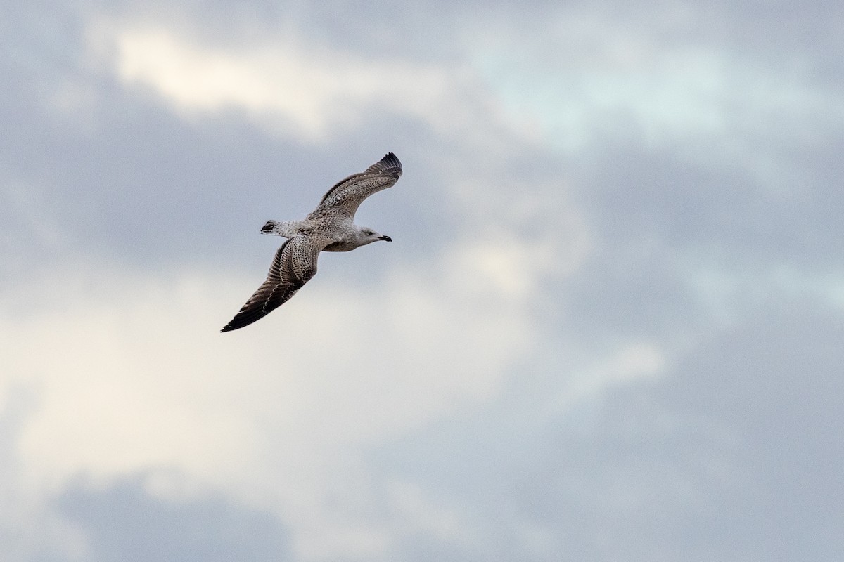 Great Black-backed Gull - ML644802796