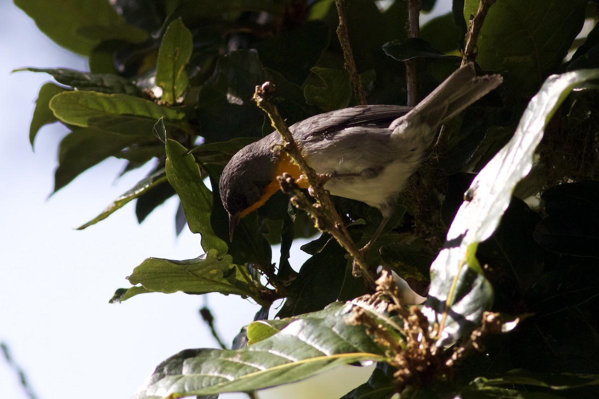 Flame-throated Warbler - ML644802803