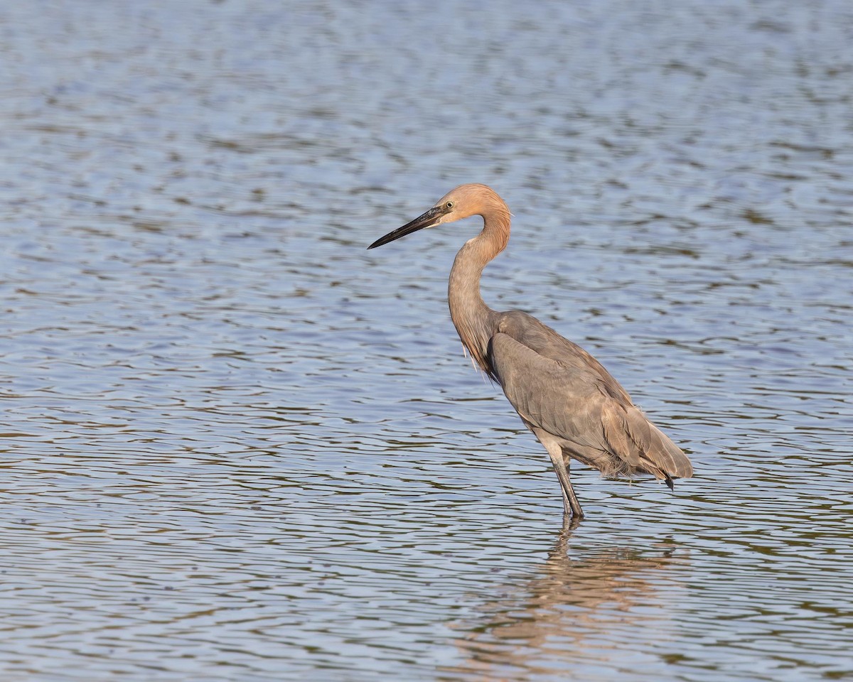 Reddish Egret - ML644802826