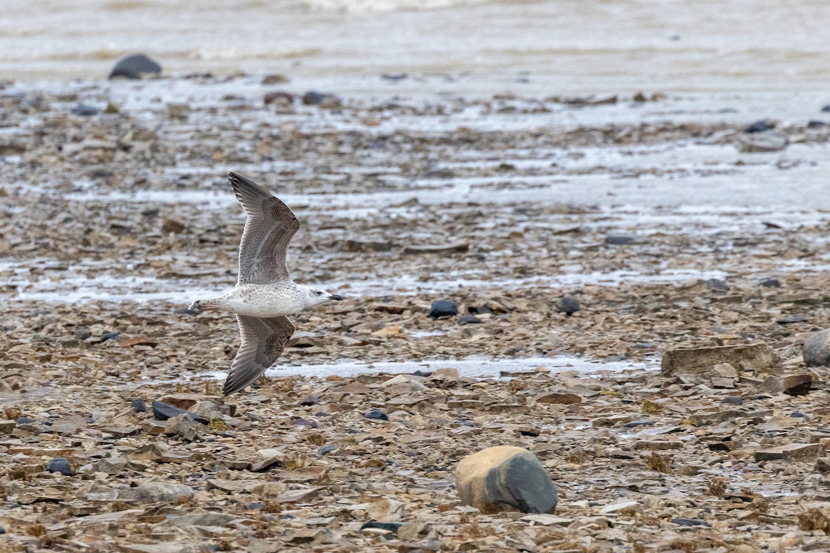 Great Black-backed Gull - ML644802835