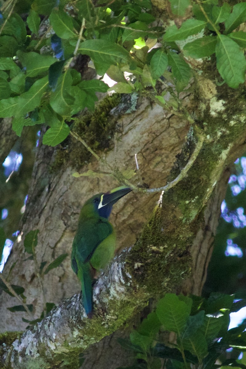 Northern Emerald-Toucanet (Blue-throated) - ML644802850