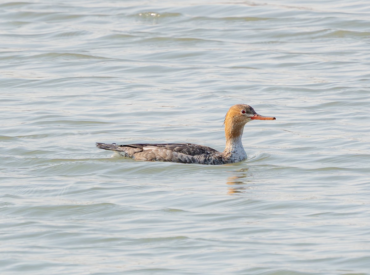 Tarakdiş - ML644802851