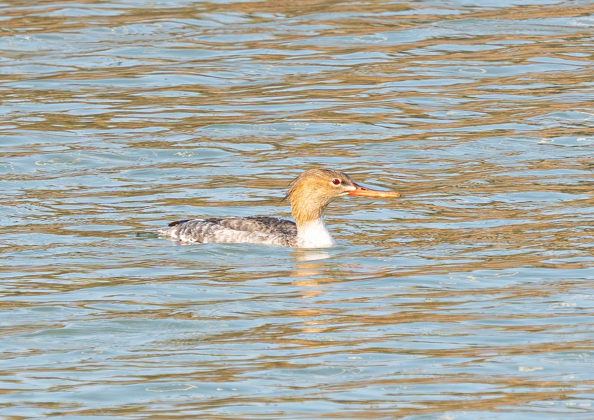 Tarakdiş - ML644802852