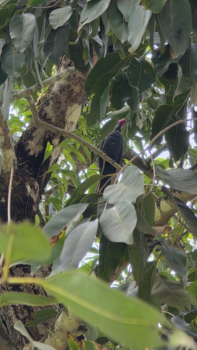 Malay Sığırcığı - ML644802859