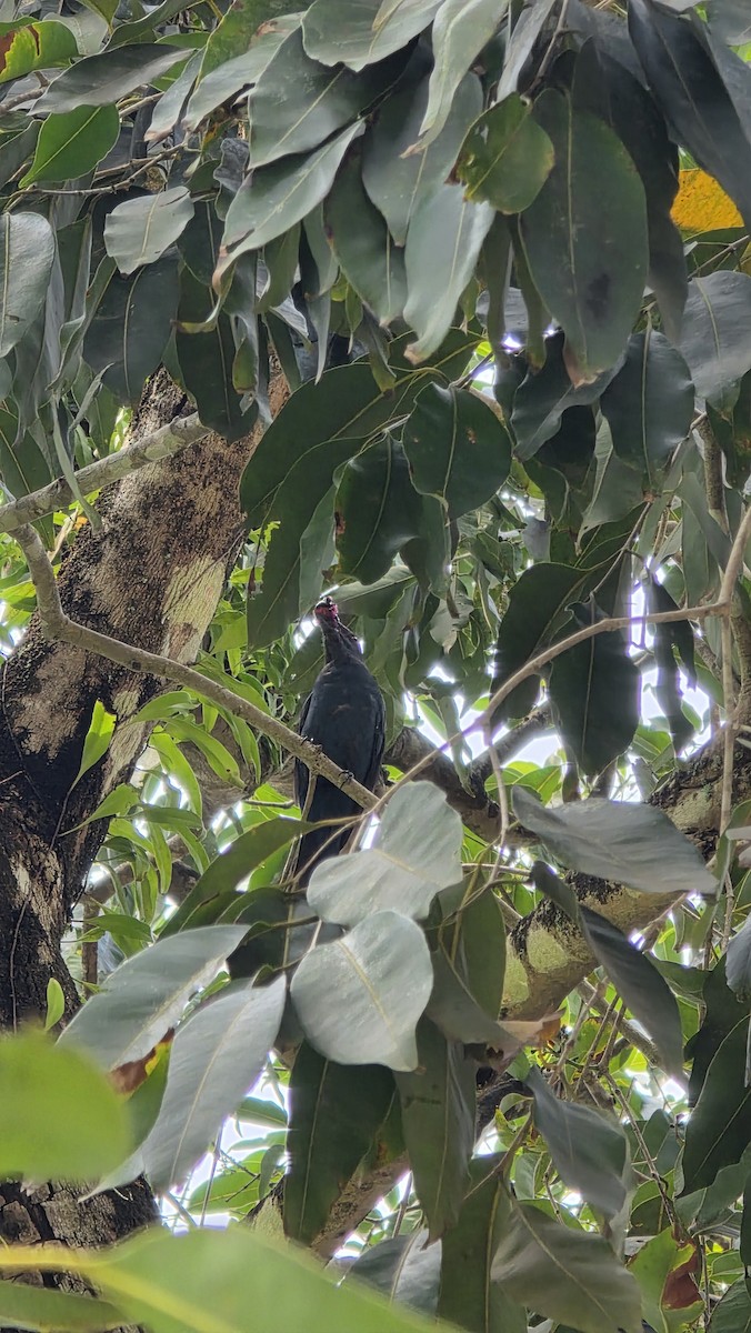 Malay Sığırcığı - ML644802860