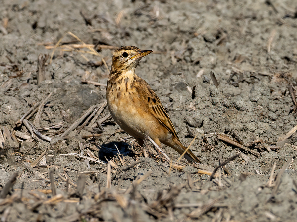 Richard's Pipit - ML644802875