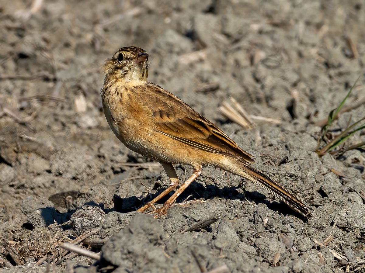 Richard's Pipit - ML644802876