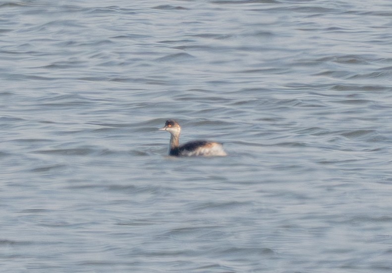 potápka černokrká - ML644802885