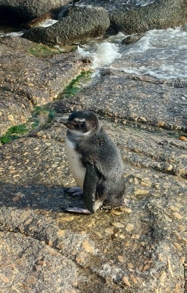 Magellanic Penguin - ML644802912