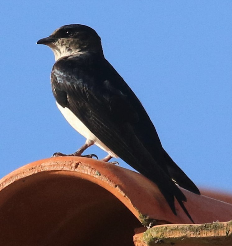 Gray-breasted Martin - ML644802926
