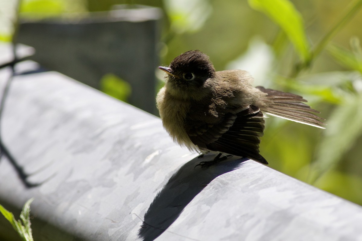 Black-capped Flycatcher - ML644802939