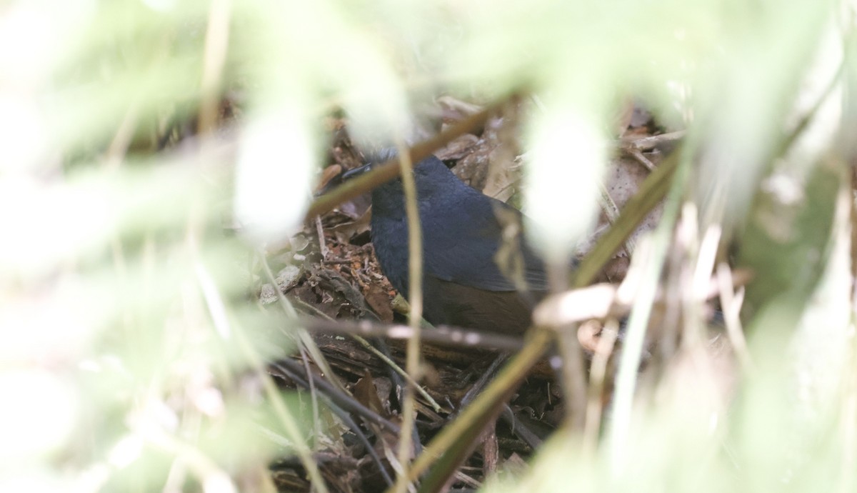 Сизый щетинколоб - ML644802977