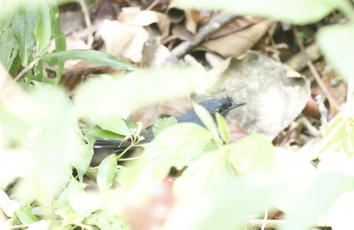 Сизый щетинколоб - ML644802978