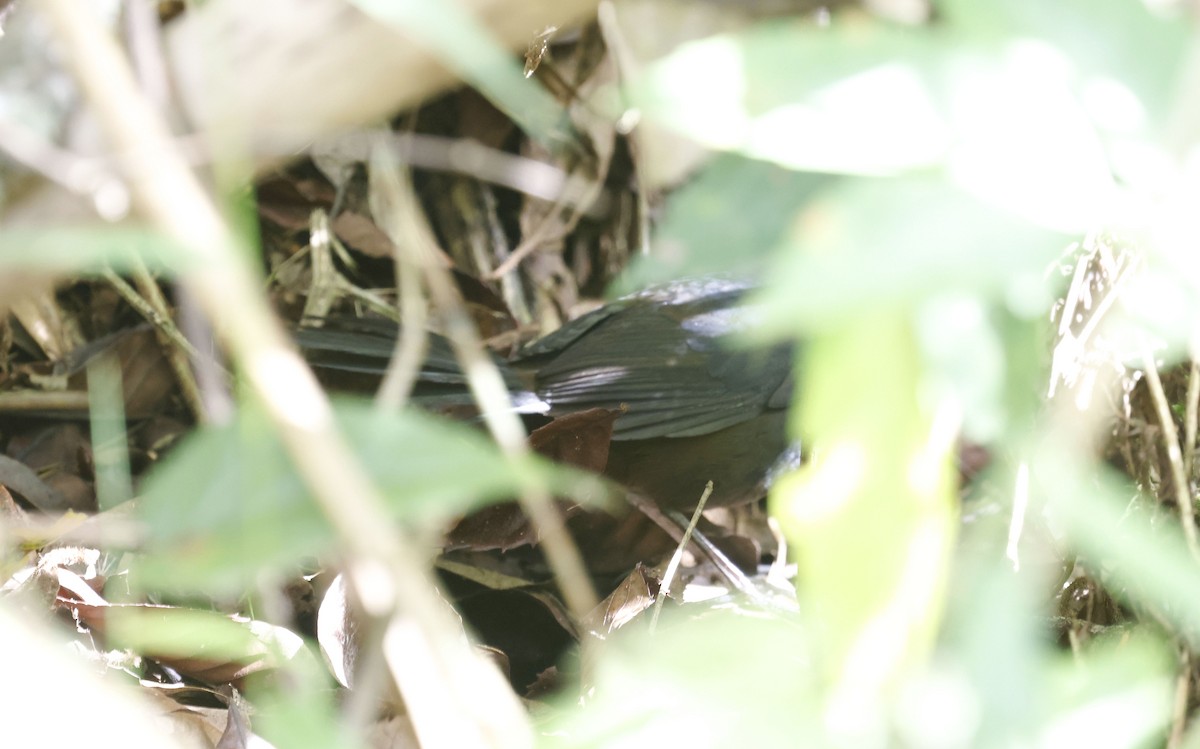 Сизый щетинколоб - ML644802979