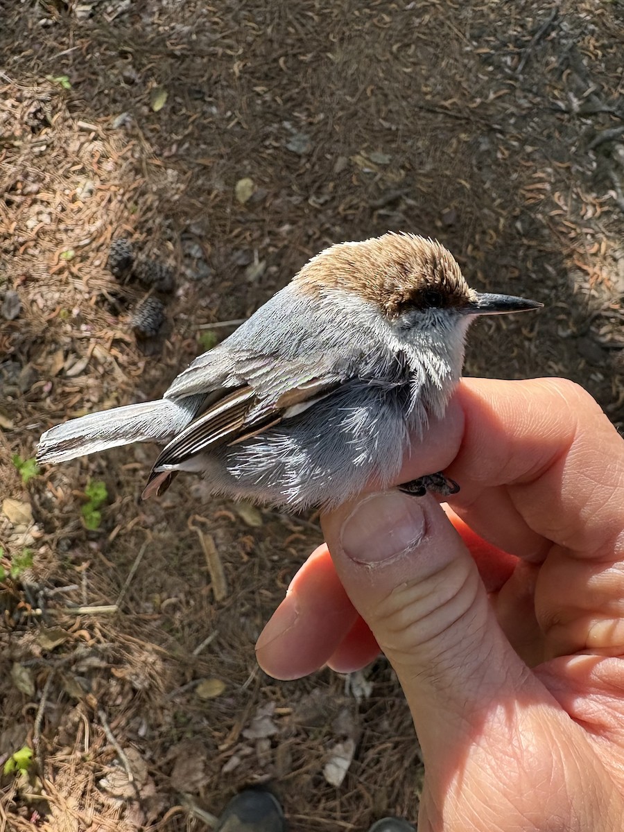 Brown-headed Nuthatch - ML644803025