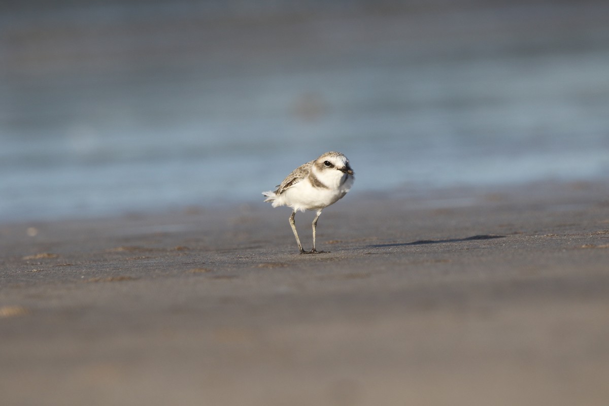 Tibet Cılıbıtı - ML644803048