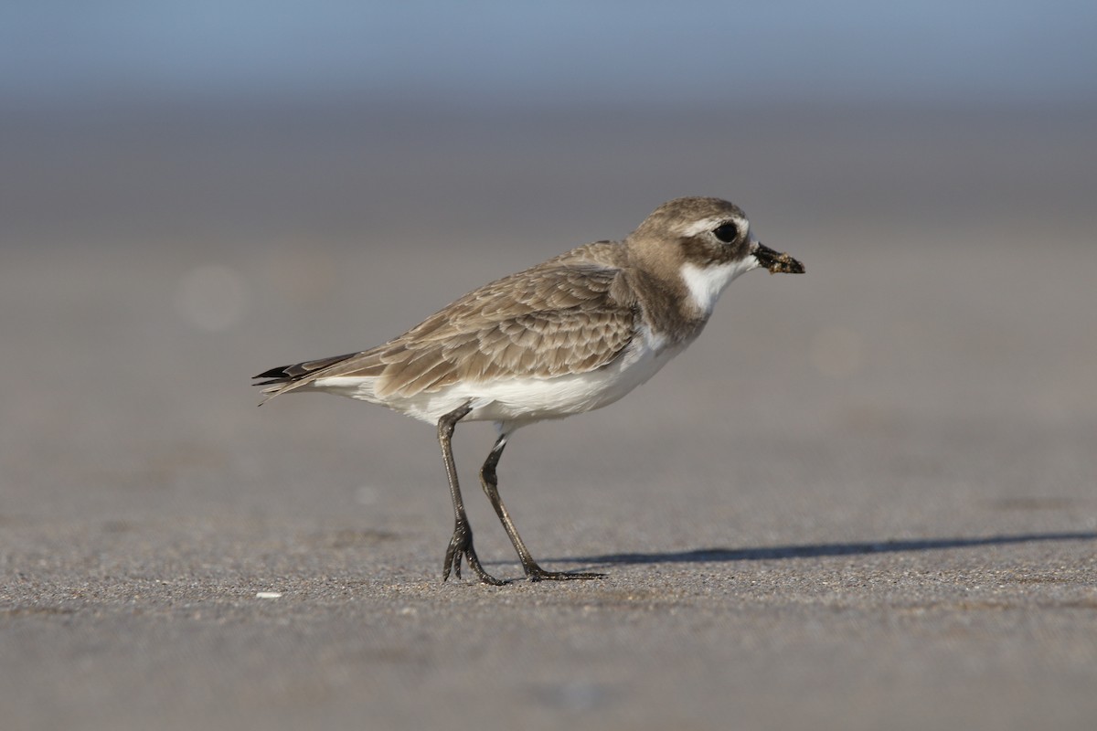 Tibet Cılıbıtı - ML644803049