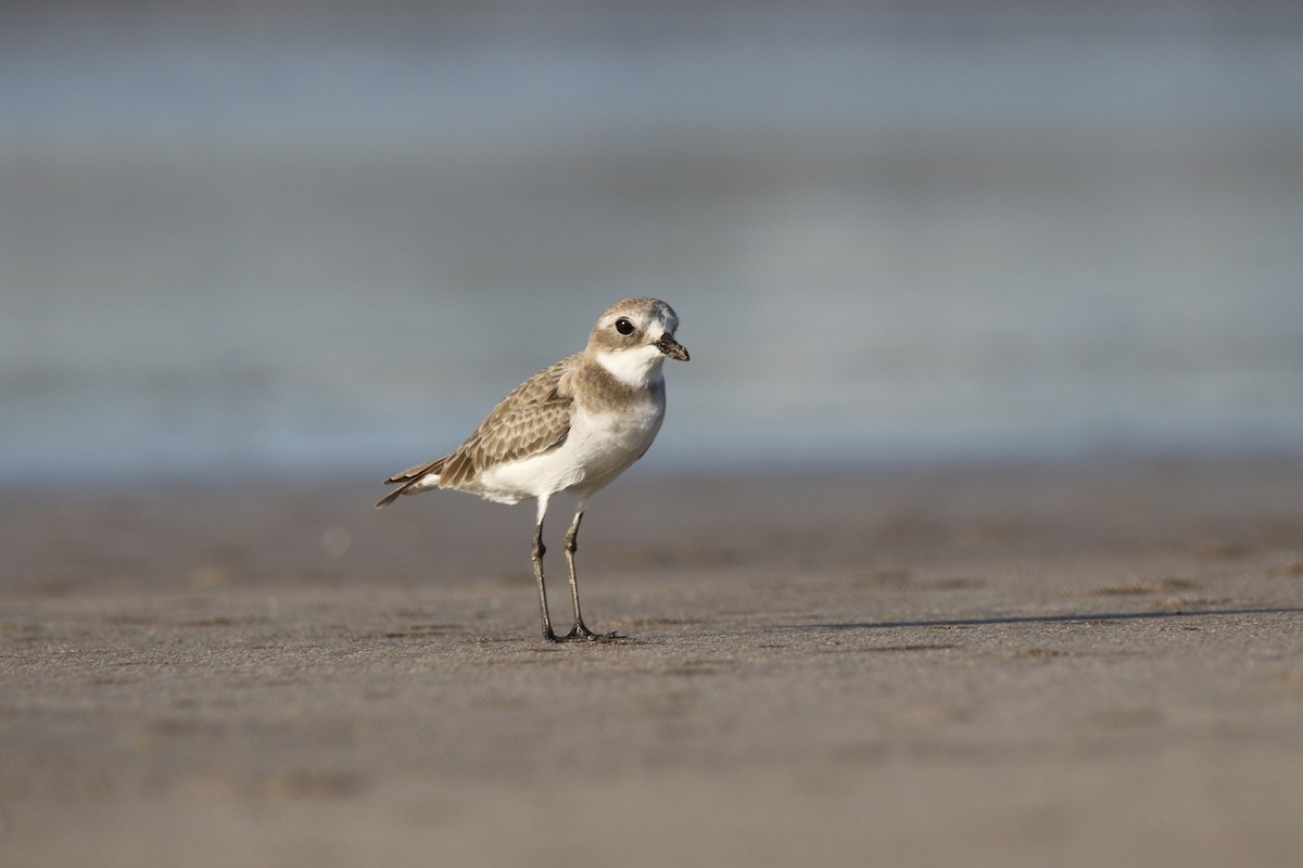 Tibet Cılıbıtı - ML644803050