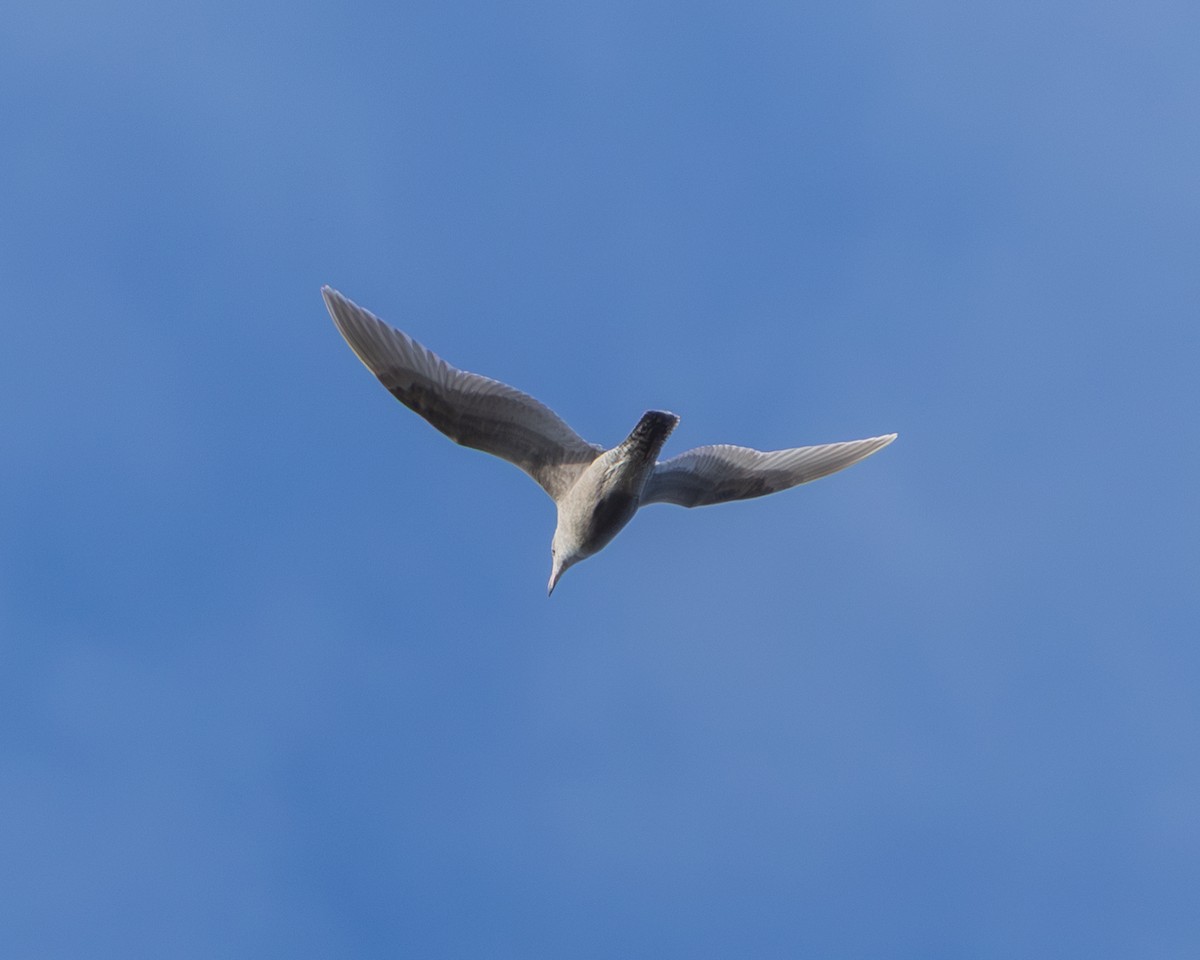 Iceland Gull - ML644803051