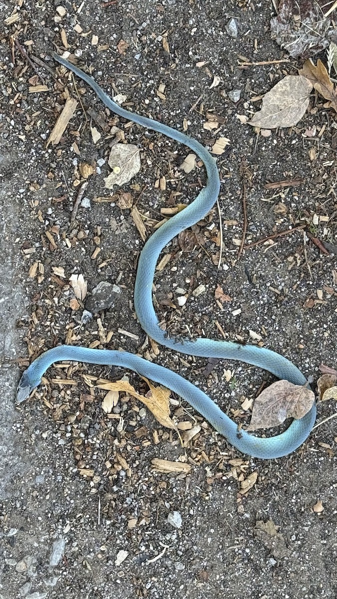 Animals - ML644803059