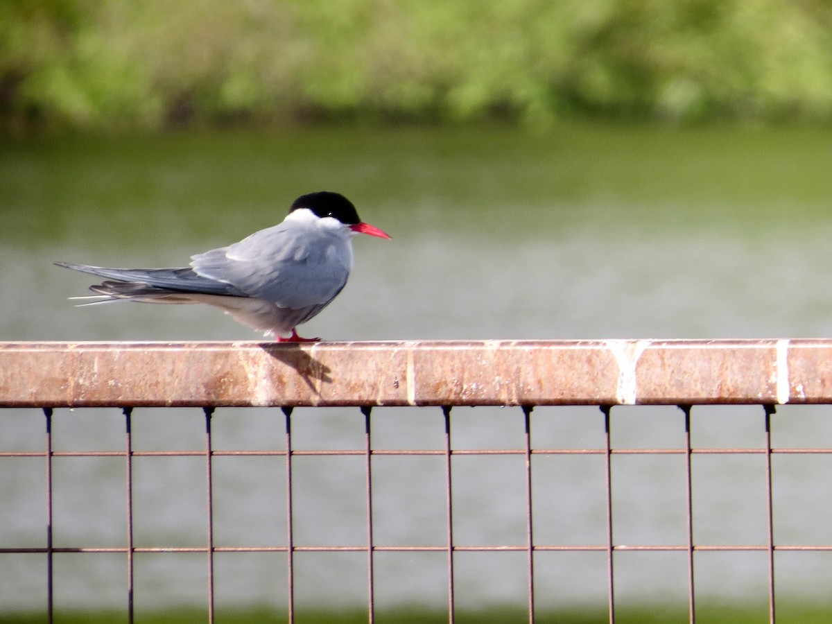 Умардын хараалай - ML644803060