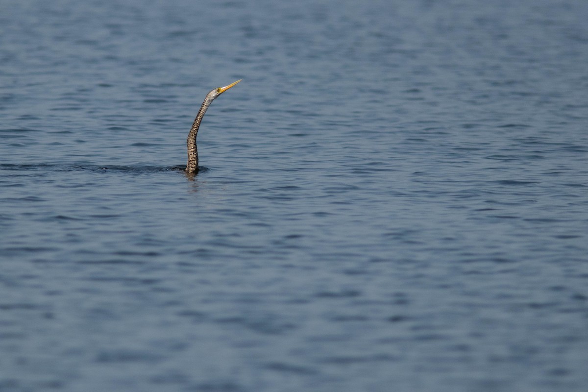 orientslangehals - ML644803106