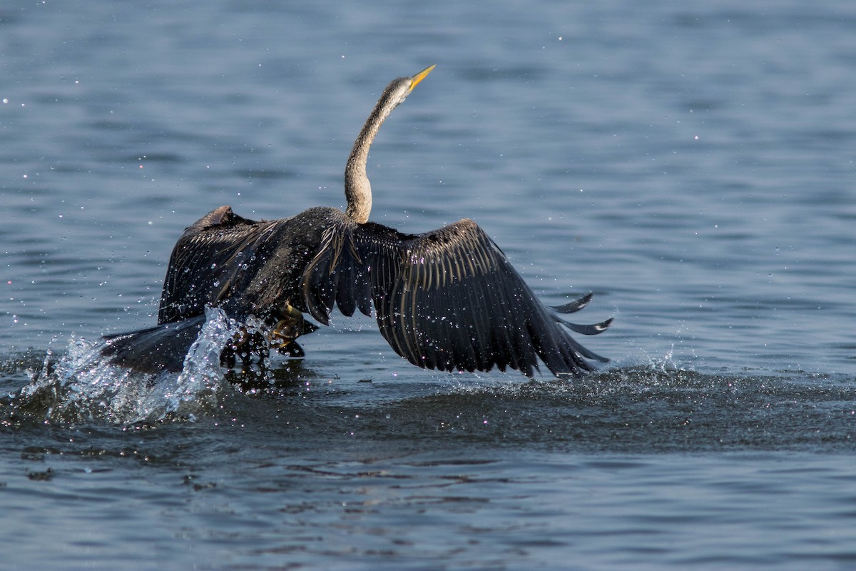 orientslangehals - ML644803107