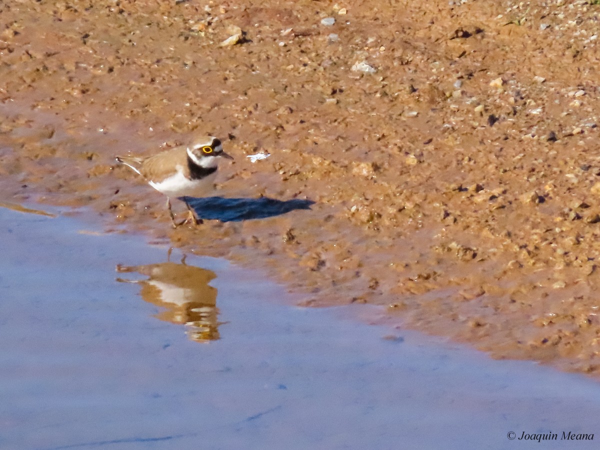 Little Ringed Plover - ML644803116