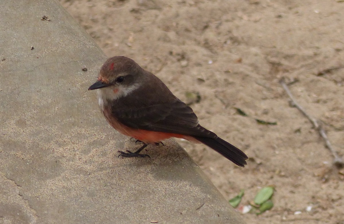 Vermilion Flycatcher - ML644803117