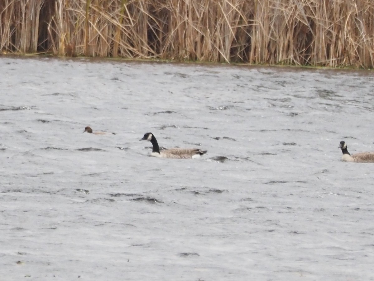 ברנטה קנדית - ML644803118