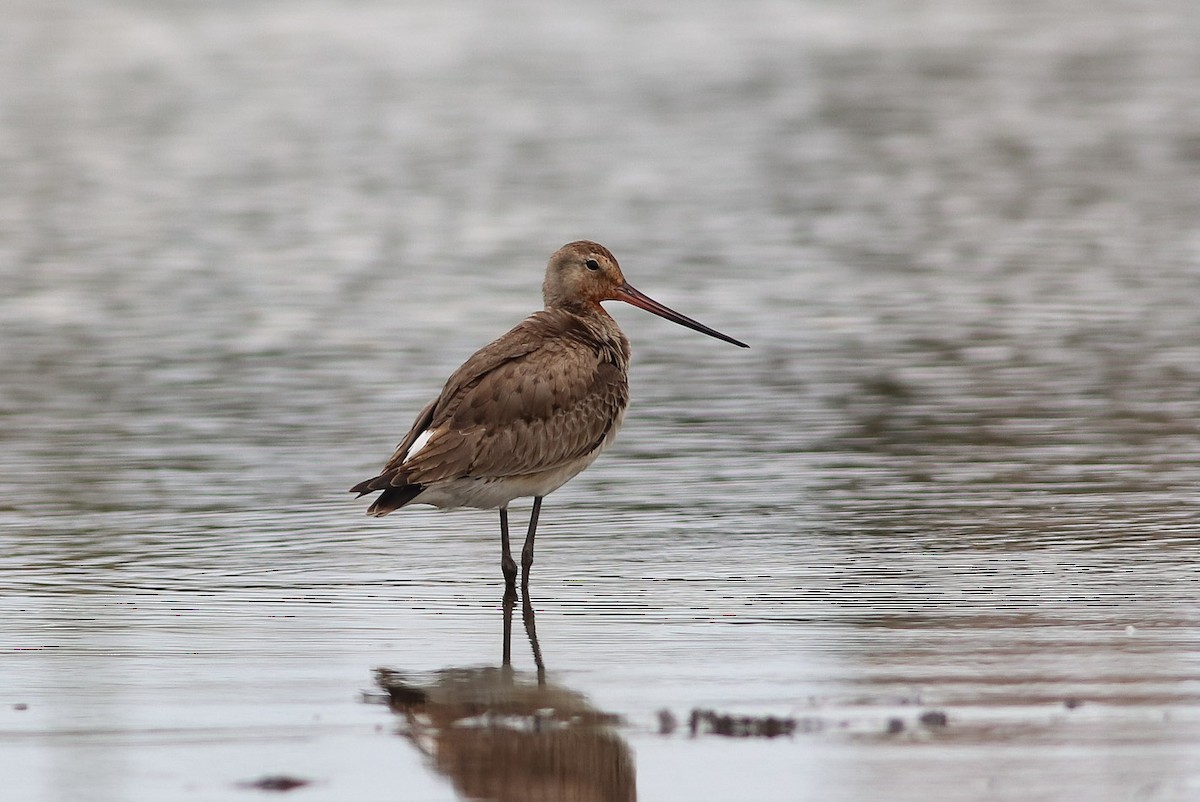 Hudsonian Godwit - ML644803139