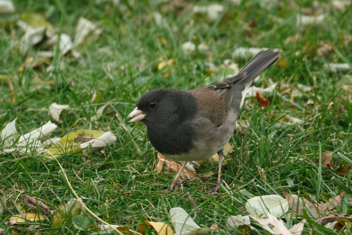 Dark-eyed Junco (Oregon) - ML644803156
