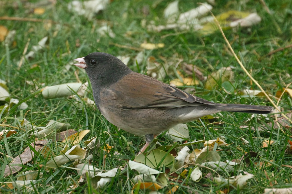 Dark-eyed Junco (Oregon) - ML644803157