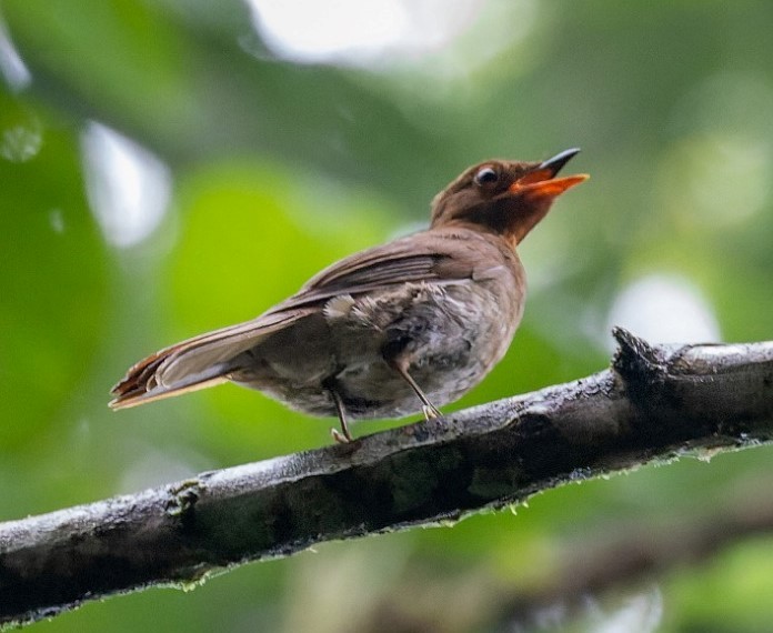 Rufous-brown Solitaire - ML644803164