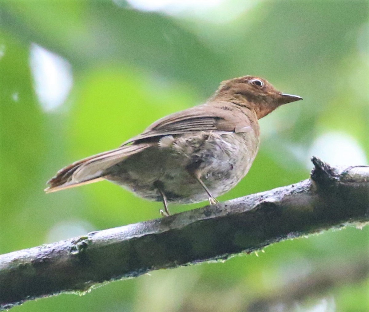 Rufous-brown Solitaire - ML644803165