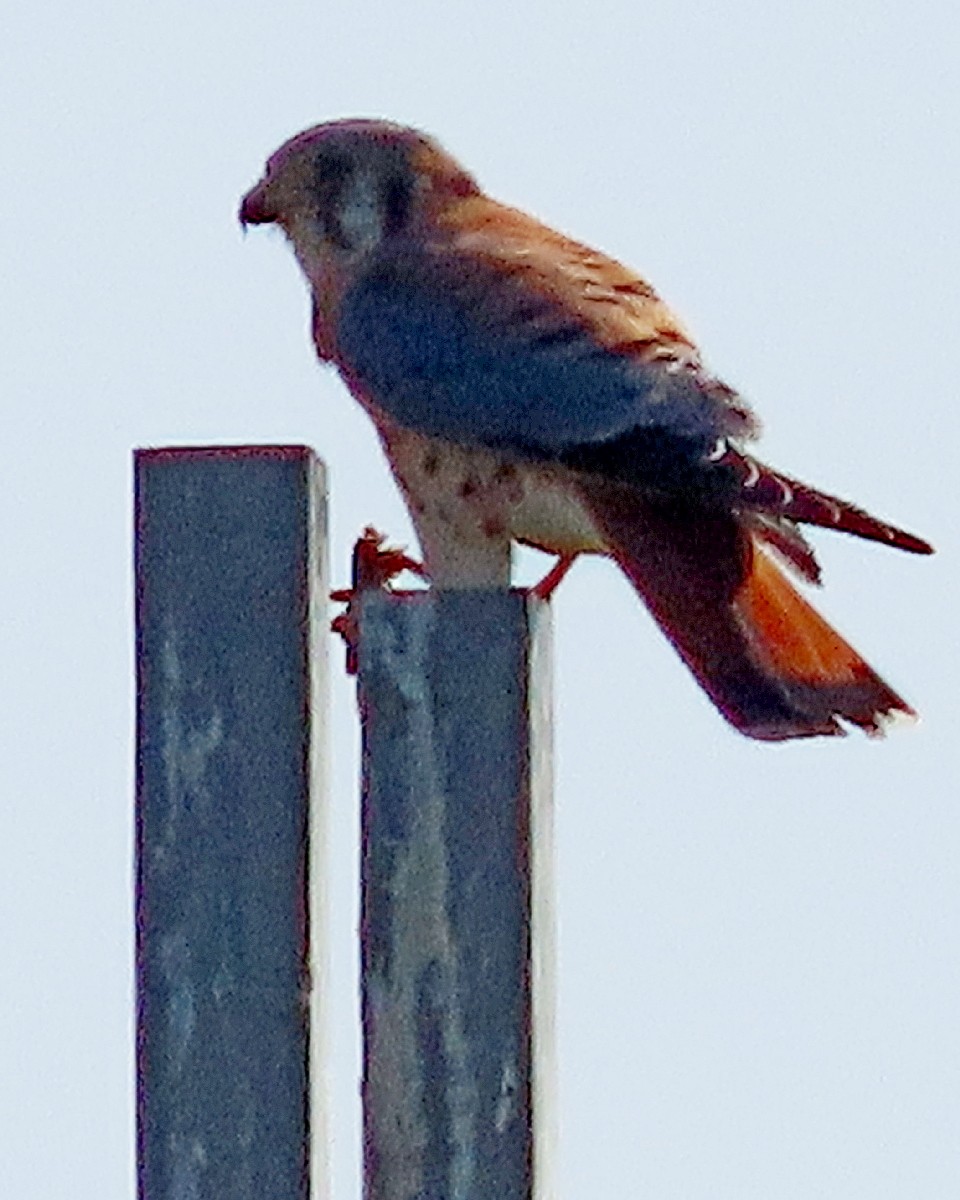 Buntfalke - ML644803167