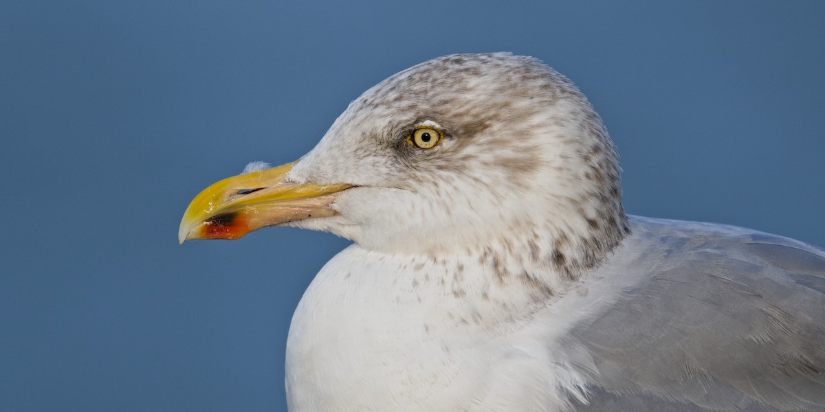 Silbermöwe - ML644803169