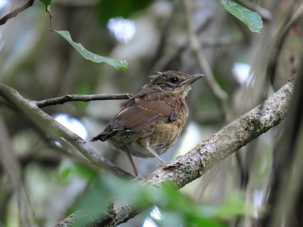 Fahlbrustdrossel - ML644803170