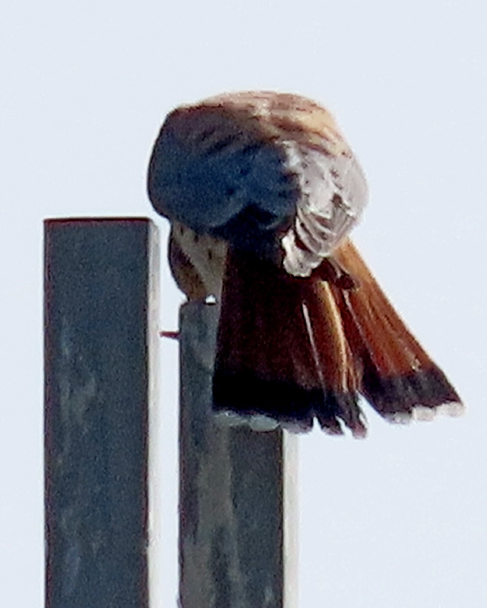 Buntfalke - ML644803171