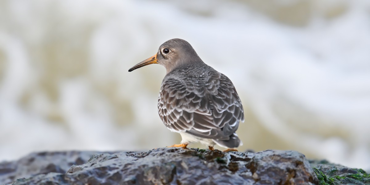 Meerstrandläufer - ML644803172