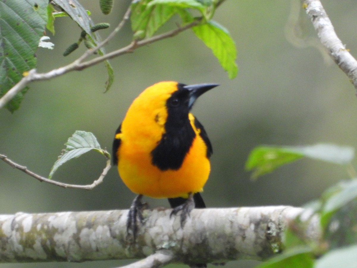 Schwarzflügeltrupial - ML644803174