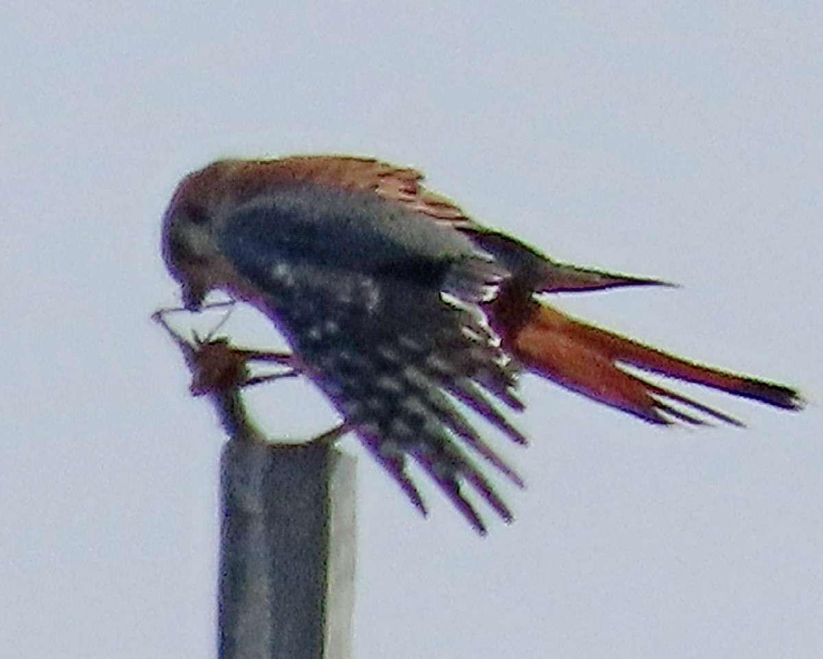 Buntfalke - ML644803176