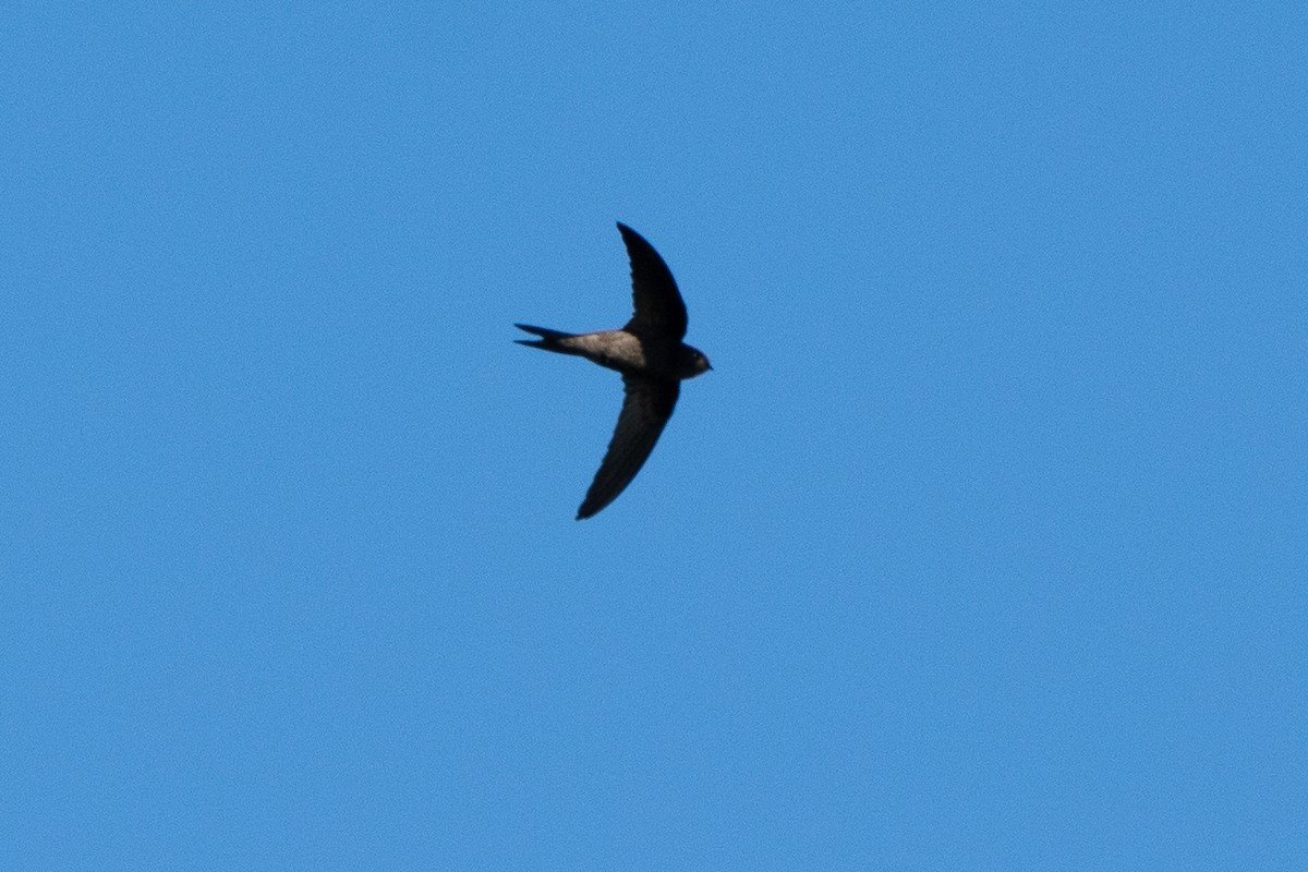 Mauersegler - ML644803177