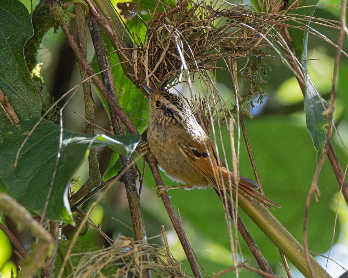 Rostschwanz-Ameisenfänger - ML644803181