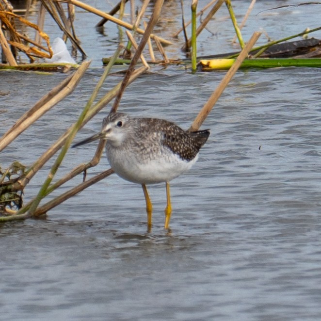 Tüpfelgelbschenkel - ML644803183