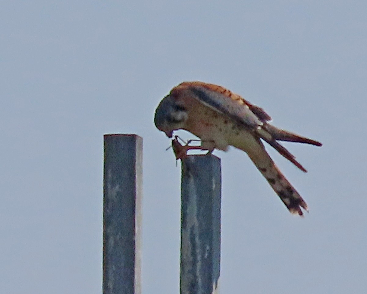 Buntfalke - ML644803184